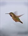 Calliope Hummingbird.Arizona August 2008